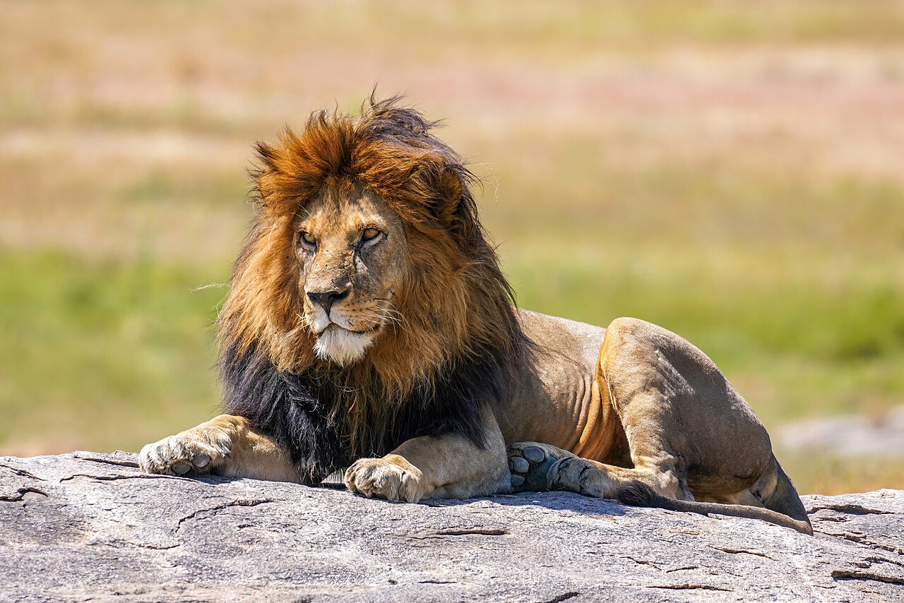 Busanga Plains Apex Predator Pride